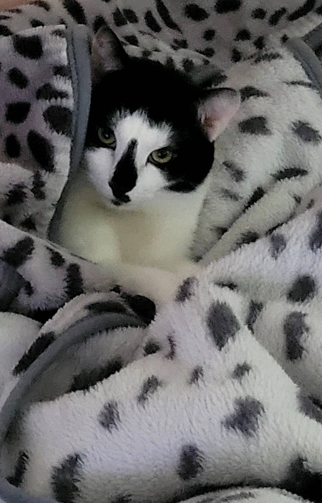 Ti Kaf a rejoint le concours — aidez-le/la à gagner de superbes lots ! carnivore, cat, comfort, domestic_short_haired_cat, fawn, felidae, fur, grey, linens, pattern, small_to_medium_sized_cats, snout, stuffed_toy, tail, terrestrial_animal, textile, toy, tree, whiskers, wood