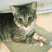 Socks joined the competition — help win amazing prizes! cat, tabby, pet, animal, indoor, floor, whiskers, ears, eyes, fur, shadow, relaxing, curious, closeup, mammal, domestic, resting, striped, paws, cute