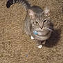 Socks is registered to the contest to win money with this photo: cat, tabby, pet, animal, curious, collar, white_paws, looking_up, indoor, carpet, feline, whiskers, ears, tail, cute, domestic_animal, fur, mammal, portrait, alert