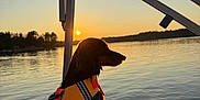 Winnie joined the competition — help win amazing prizes! adventure, animal, boat, calm, dog, lake, life_jacket, nature, orange, outdoor, peaceful, pet, reflection, silhouette, sky, summer, sunset, travel, vacation, water