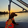 Winnie joined the competition — help win amazing prizes! dog, life_jacket, boat, sunset, lake, water, outdoor, animal, pet, nature, reflection, silhouette, orange, calm, travel, adventure, summer, sky, vacation, peaceful