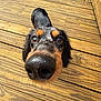 animal, background, black, brown, canine, close_up, curious, daylight, dog, eyes, fur, nature, nose, outdoor, pet, playful, snout, sunlight, texture, wooden_deck