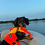 Winnie is registered to the contest to win money with this photo: dog, life_jacket, boat, water, lake, outdoor, pet, canine, animal, nature, summer, adventure, fur, sky, seat, leisure, travel, vacation, curious, playful