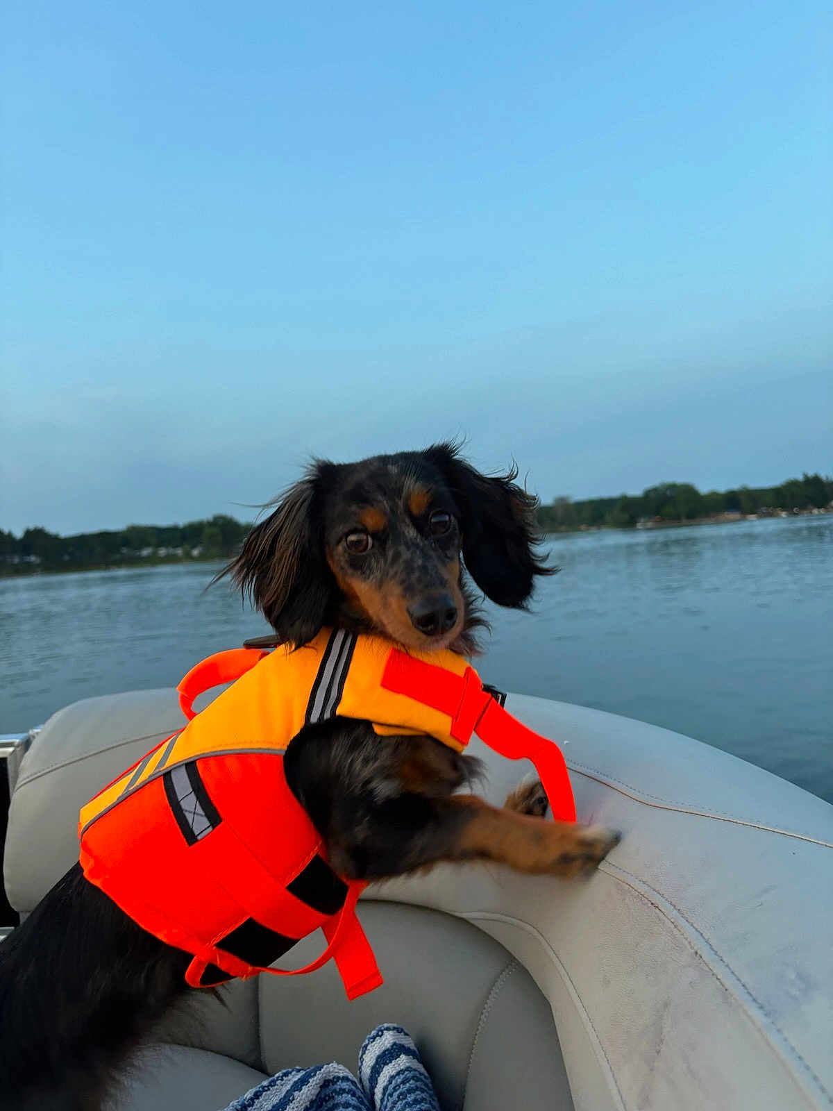 Winnie is registered to the contest to win money with this photo: dog, life_jacket, boat, water, lake, outdoor, pet, canine, animal, nature, summer, adventure, fur, sky, seat, leisure, travel, vacation, curious, playful