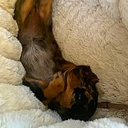 Winnie joined the competition — help win amazing prizes! puppy, dog, blanket, fur, sleeping, cozy, pet, cute, resting, animal, snuggling, soft, warm, brown, black, fur_pattern, indoors, comfort, relaxation, young