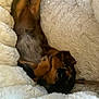 puppy, dog, blanket, fur, sleeping, cozy, pet, cute, resting, animal, snuggling, soft, warm, brown, black, fur_pattern, indoors, comfort, relaxation, young