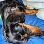 animal, bed, black_fur, blanket, canine, close_up, comforter, cozy, dog, domestic, fur, indoor, paw, pet, quiet, relaxed, resting, sleeping, snout, tan_fur