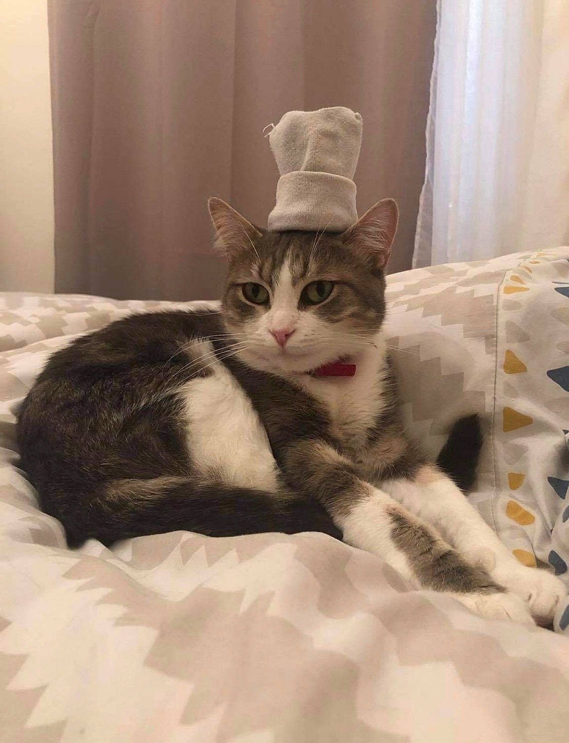 Lyna participe au concours pour gagner de l'argent avec cette photo : bed, bed_sheet, bedding, carnivore, cat, comfort, curtain, domestic_short_haired_cat, felidae, flooring, fur, grey, linens, paw, room, sitting, small_to_medium_sized_cats, tail, whiskers, window