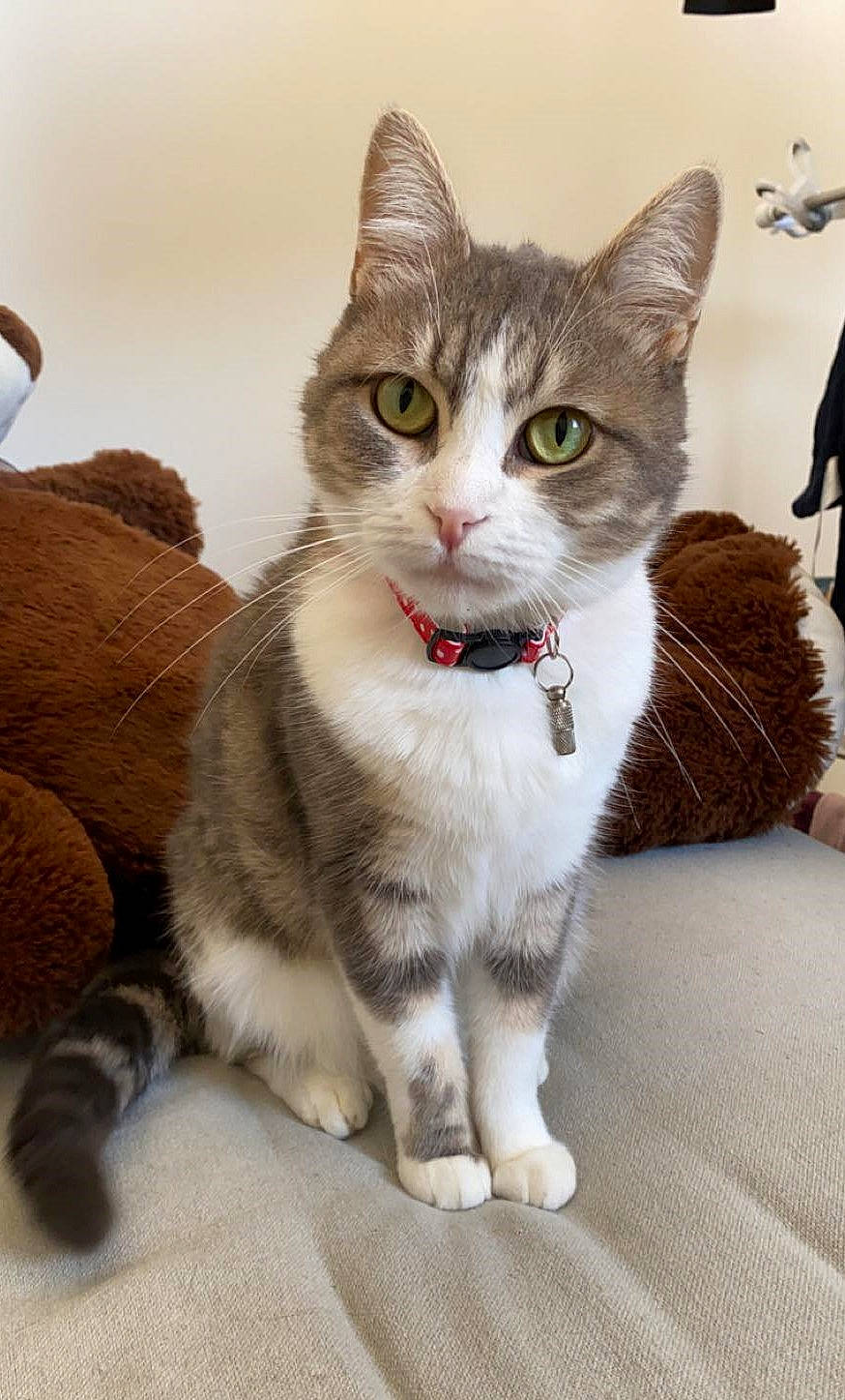 Lyna participe au concours pour gagner de l'argent avec cette photo : carnivore, cat, claw, collar, comfort, domestic_short_haired_cat, felidae, foot, fur, paw, sitting, small_to_medium_sized_cats, snout, tail, terrestrial_animal, whiskers, window