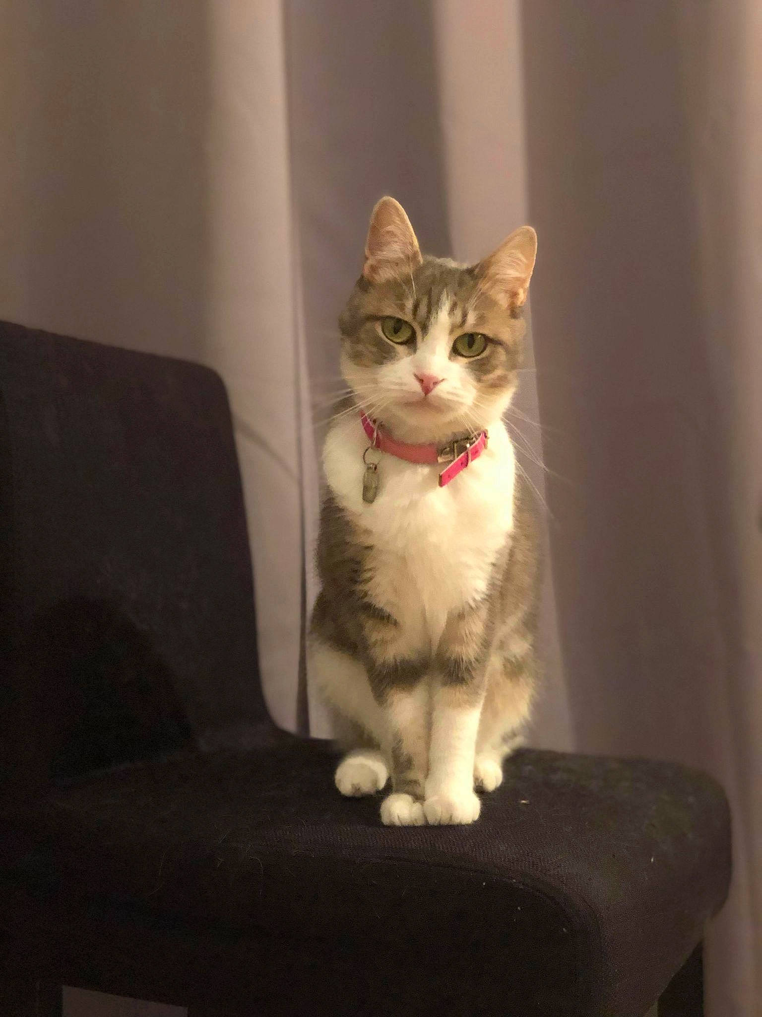 Lyna participe au concours pour gagner de l'argent avec cette photo : box, carnivore, cat, comfort, couch, domestic_short_haired_cat, door, eye, fawn, felidae, fur, paw, sitting, small_to_medium_sized_cats, snout, tail, terrestrial_animal, whiskers, window, wood