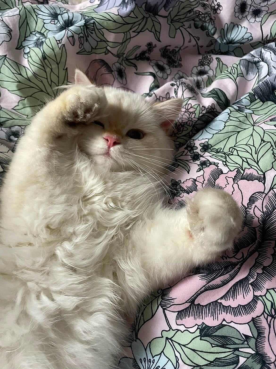 Uno participe au concours pour gagner de l'argent avec cette photo : art, carnivore, cat, fawn, felidae, fur, graphics, pattern, small_to_medium_sized_cats, snout, terrestrial_animal, visual_arts, whiskers, window