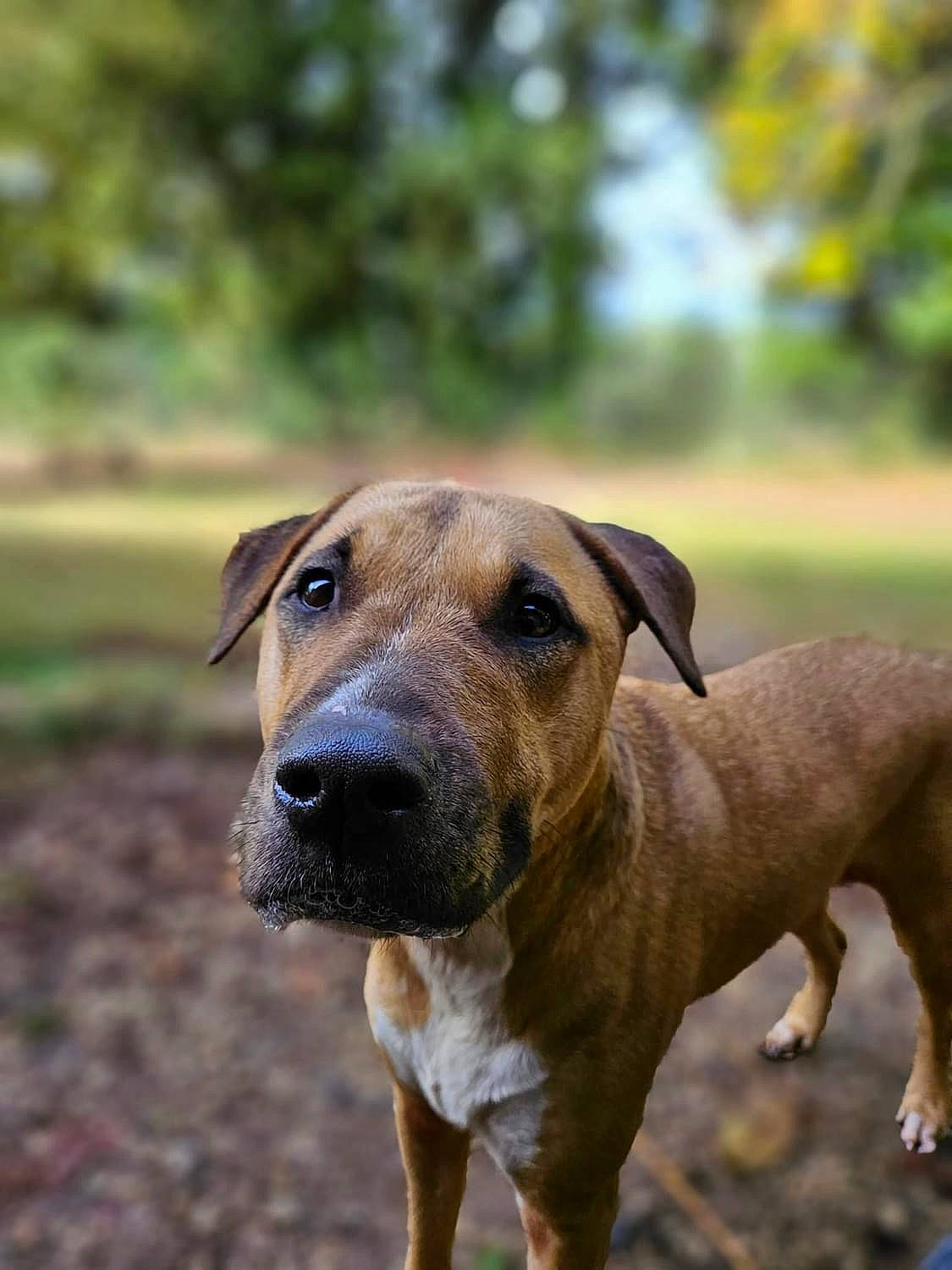 Swaïty a rejoint le concours — aidez-le/la à gagner de superbes lots ! canidae, carnivore, collar, companion_dog, dog, dog_breed, fawn, grass, guard_dog, hunting_dog, liver, snout, sporting_group, terrestrial_animal, tree, whiskers, working_animal, working_dog