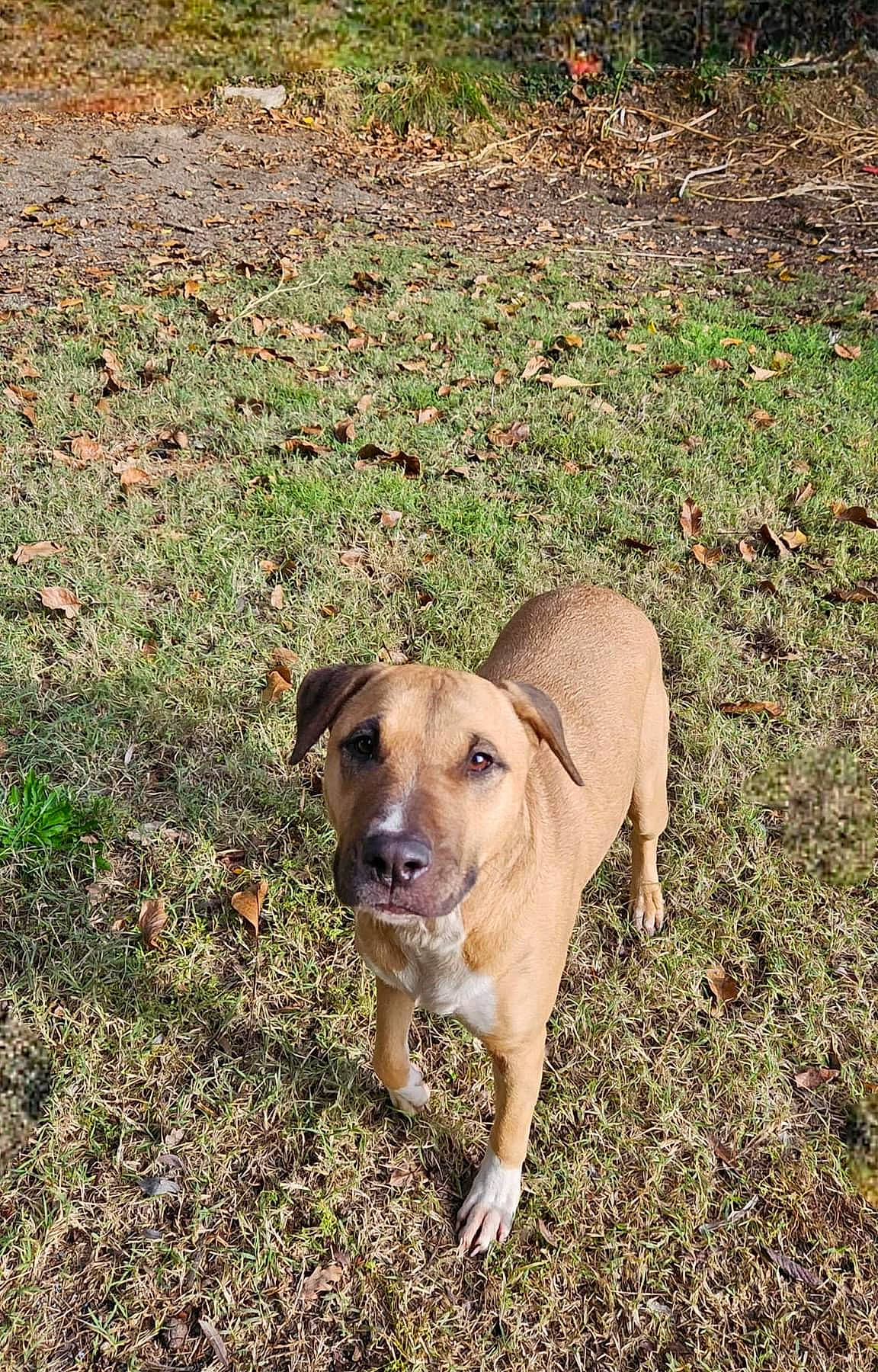 Swaïty participe au concours pour gagner de l'argent avec cette photo : canidae, carnivore, companion_dog, dog, dog_breed, fawn, grass, groundcover, plant, snout, soil, sporting_group, street_dog, tail, terrestrial_animal, wildlife, working_animal