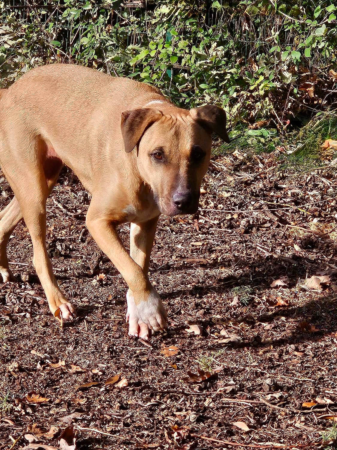 Swaïty participe au concours pour gagner de l'argent avec cette photo : canidae, carnivore, companion_dog, dog, dog_breed, fawn, forest, grass, landscape, plant, shadow, snout, soil, sporting_group, street_dog, tail, terrestrial_animal, wood, woodland, working_animal