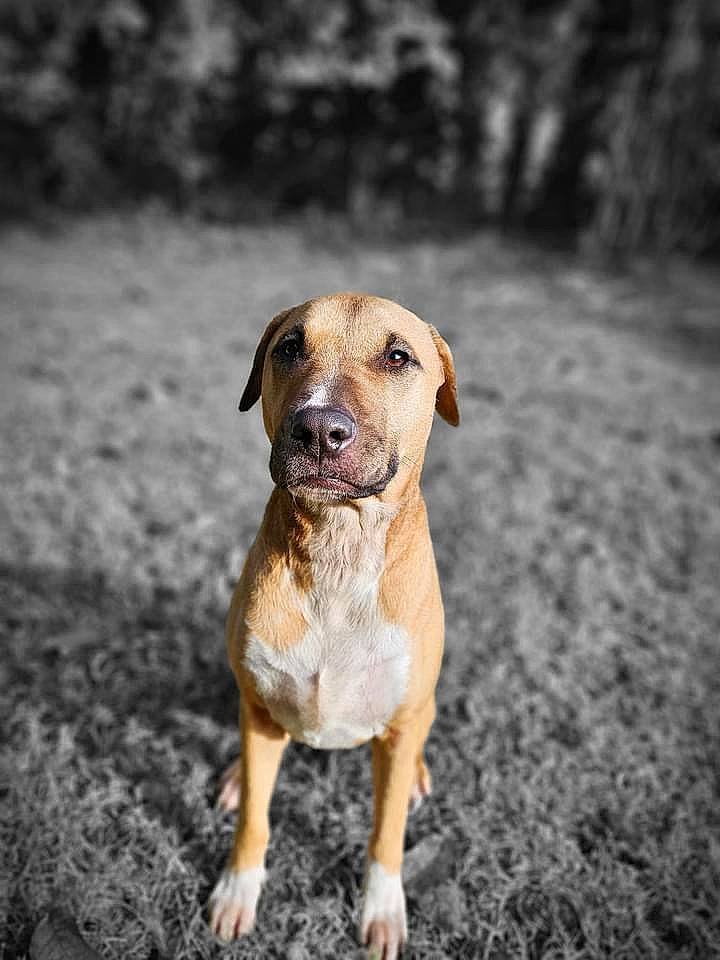 Swaïty participe au concours pour gagner de l'argent avec cette photo : canidae, carnivore, collar, companion_dog, dog, dog_breed, dog_collar, eye, fawn, grass, plant, road_surface, snout, soil, street_dog, tail, terrestrial_animal, whiskers, wood, working_animal