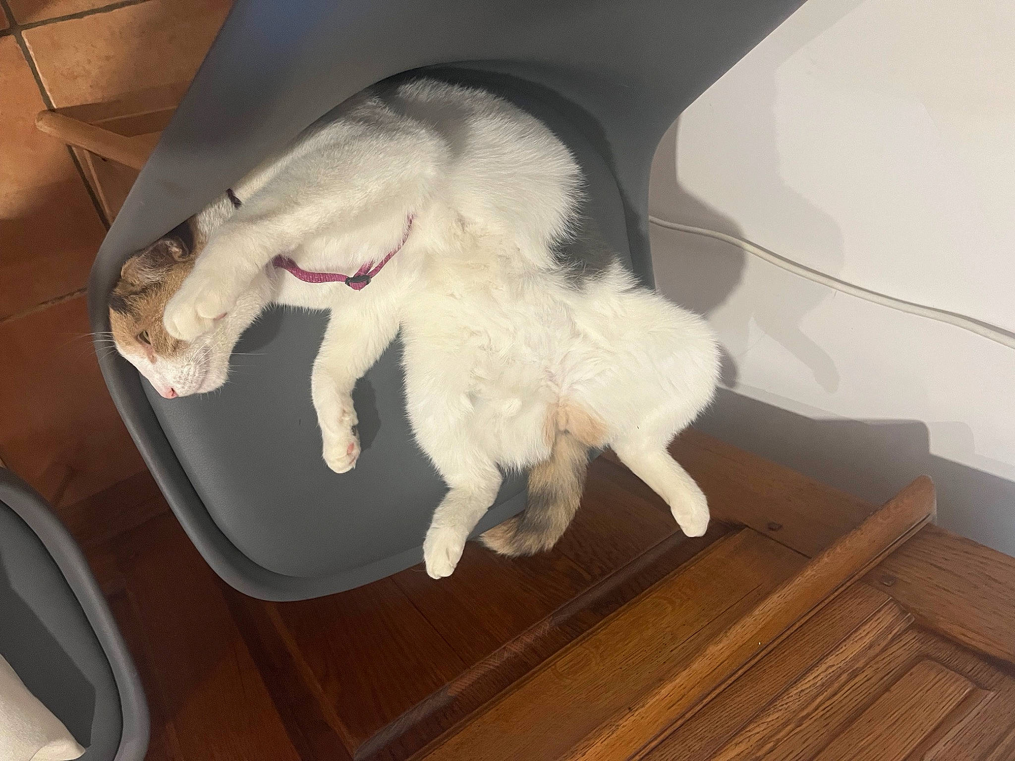 Maori a rejoint le concours — aidez-le/la à gagner de superbes lots ! carnivore, cat, chair, comfort, companion_dog, dog_breed, domestic_short_haired_cat, fawn, felidae, flooring, fur, hardwood, lap, paw, small_to_medium_sized_cats, snout, sporting_group, tail, whiskers, wood