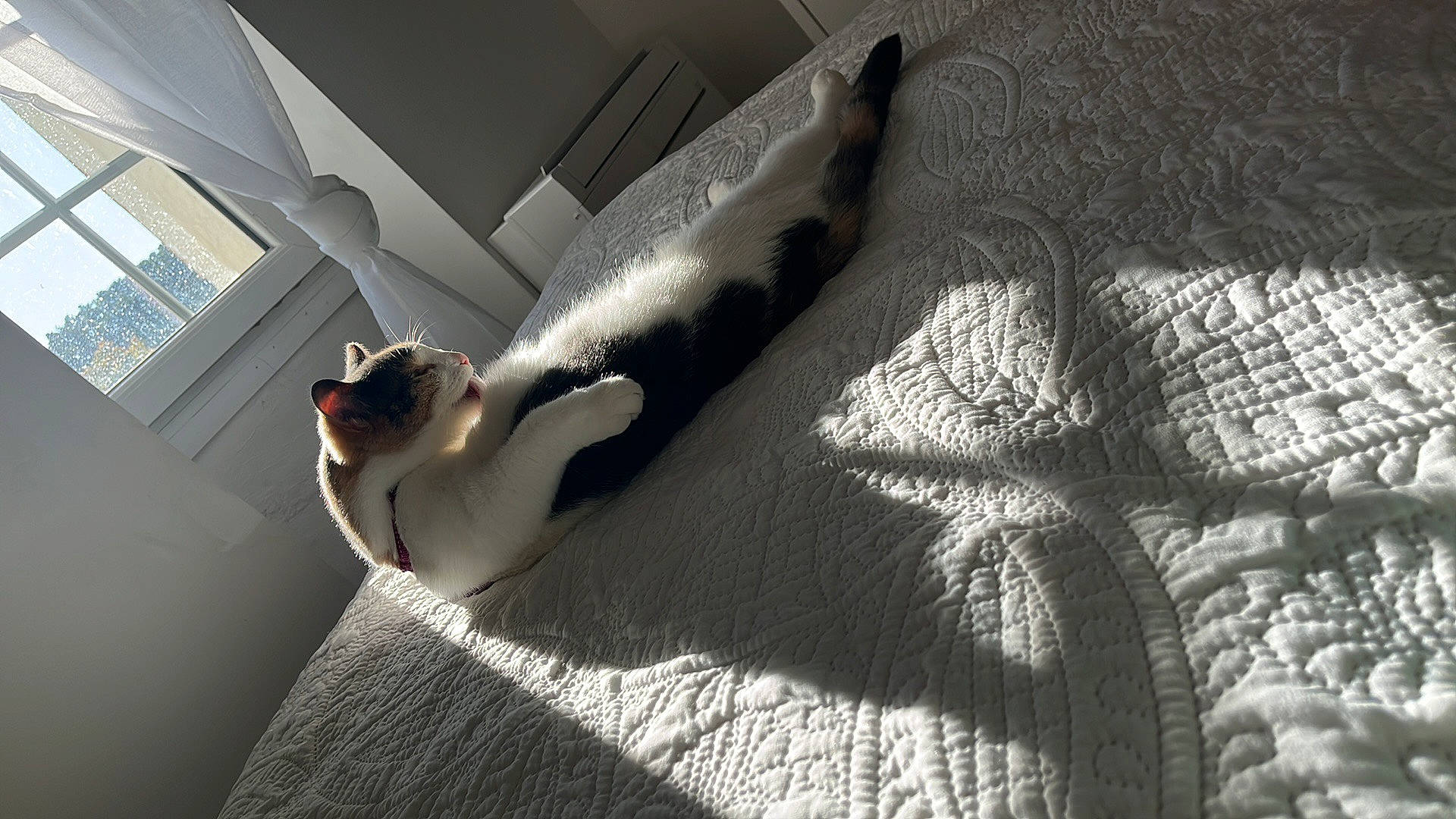 Maori a rejoint le concours — aidez-le/la à gagner de superbes lots ! carnivore, cat, comfort, domestic_short_haired_cat, felidae, flooring, fur, grey, hardwood, linens, mammal, paw, shadow, small_to_medium_sized_cats, snout, tail, tints_and_shades, whiskers, window, wood