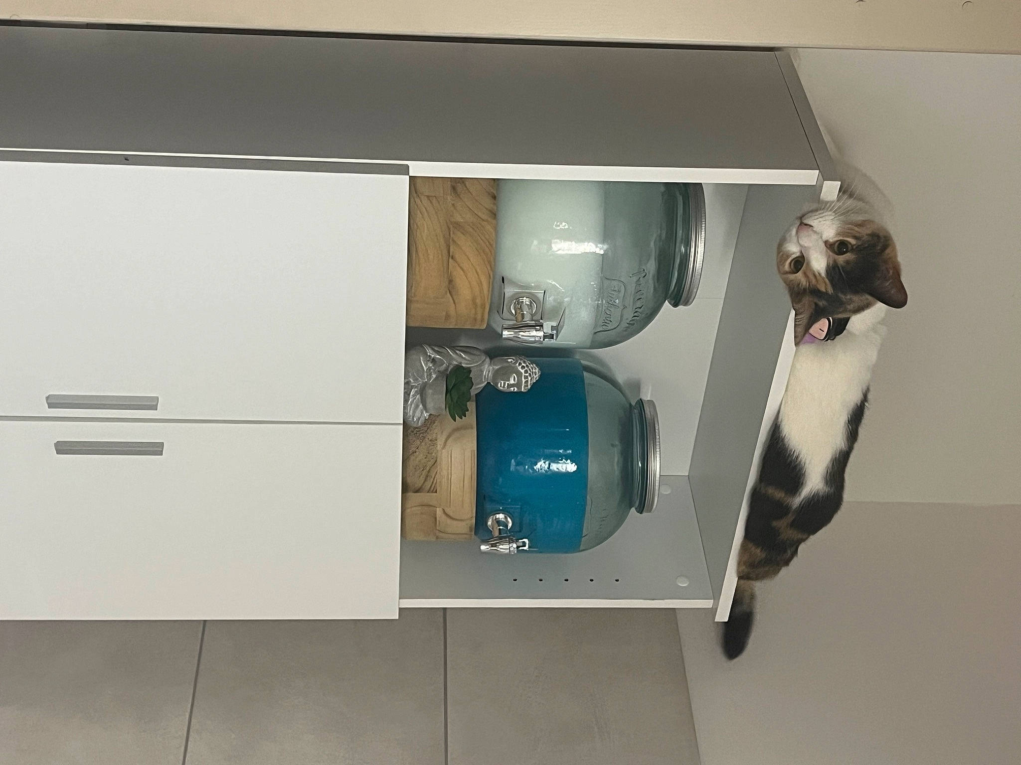 Maori a rejoint le concours — aidez-le/la à gagner de superbes lots ! advertising, audio_equipment, automotive_design, automotive_exterior, box, cabinetry, ceiling, display_device, eyewear, flooring, gadget, gas, glass, home_security, machine, multimedia, room, shelving, telephone, vehicle_door