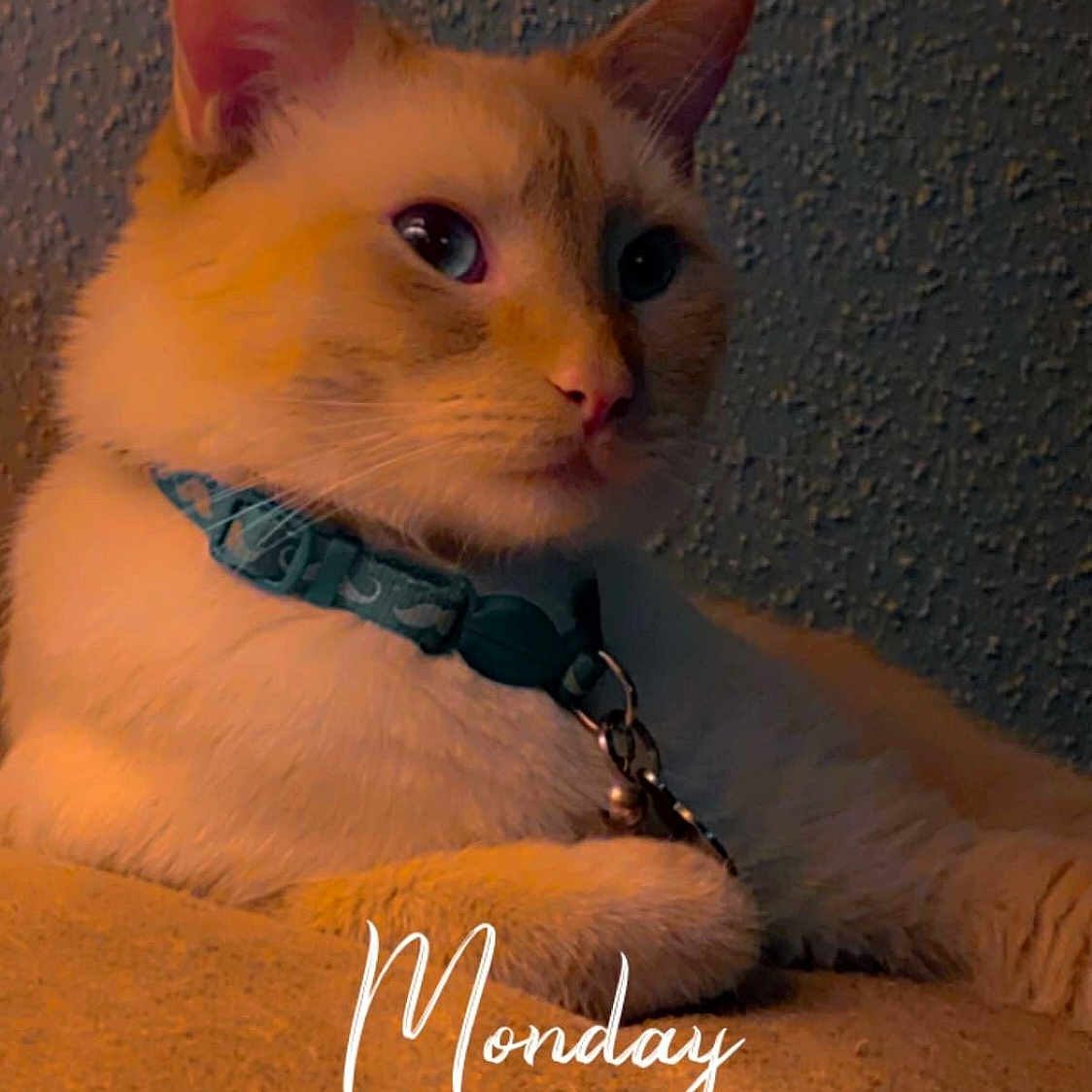 Bear joined the competition — help win amazing prizes! abyssinian, accessories, angora, animal, cat, collar, envelope, formalwear, harness, jewelry, kitten, leash, mail, manx, necklace, pet, siamese, strap, text, tie