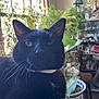 Bruno is registered to the contest to win money with this photo: animal, black_cat, cat, closeup, collar, decor, domestic, face, furniture, houseplant, indoor, leaf, pet, plants, pottery, relaxing, sunlight, trophies, whiskers, window