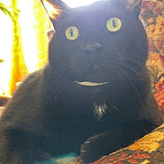 Bruno joined the competition — help win amazing prizes! black_cat, cat, yellow_eyes, indoor, sunlight, patterned_fabric, close_up, pet, animal, whiskers, ears, feline, relaxed, resting, home, cozy, bright_light, backlit, curious, paw