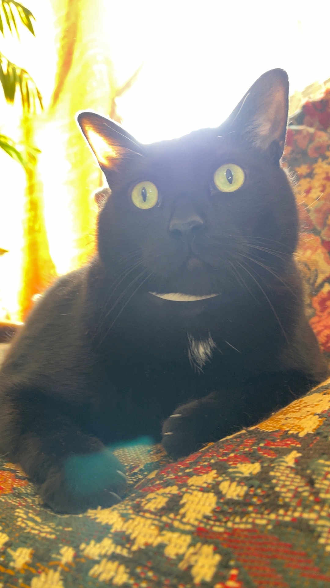 Bruno joined the competition — help win amazing prizes! black_cat, cat, yellow_eyes, indoor, sunlight, patterned_fabric, close_up, pet, animal, whiskers, ears, feline, relaxed, resting, home, cozy, bright_light, backlit, curious, paw