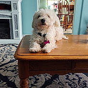 Chloe is registered to the contest to win money with this photo: dog, wooden_table, living_room, fireplace, carpet, chair, plant, clock, window, curtain, home_interior, pet, furniture, decor, table_leg, indoor, cozy, white_dog, fluffy, collar