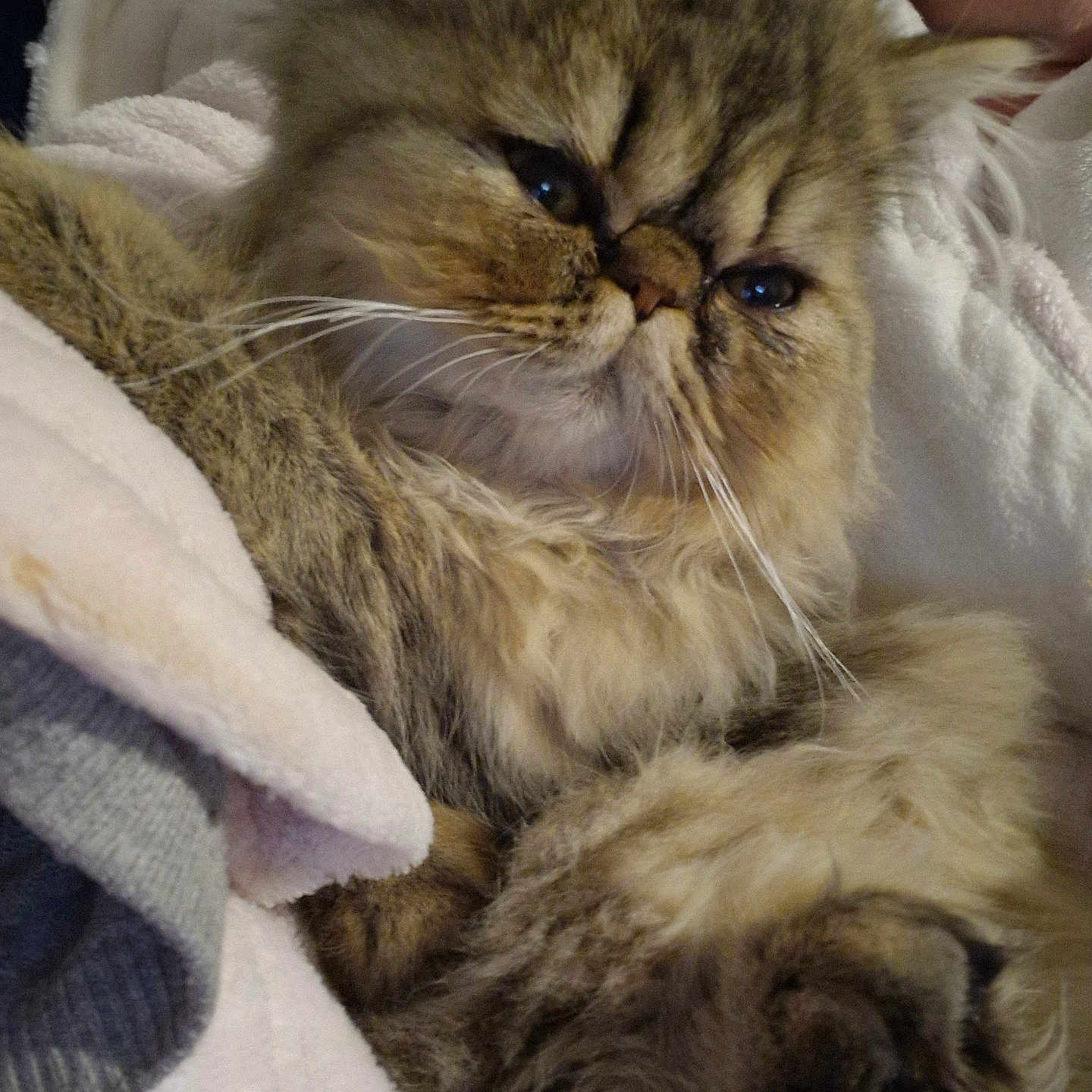 Azalée a rejoint le concours — aidez-le/la à gagner de superbes lots ! animal, blanket, brown_fur, cat, close_up, cozy, cute, domestic_cat, ears, face, feline, fluffy_fur, indoor, paw, pet, relaxed, resting, sleepy, soft_texture, whiskers