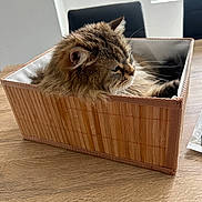 Kiara a rejoint le concours — aidez-le/la à gagner de superbes lots ! animal, bamboo_box, cat, closeup, cozy, domestic_animal, feline, fluffy, fur, furniture, household, indoor, mammal, pet, relaxed, resting, tabby, whiskers, window_light, wooden_table