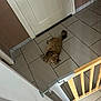animal, baby_gate, brown, cat, curious, domestic, door, floor, fluffy, furniture, home, indoor, looking_up, metal, pet, relaxed, resting, tile, wall, wood