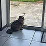 calm, cat, curious, daylight, domestic_animal, feline, fluffy, fur, garden, glass_door, greenery, home, indoor, looking, pet, quiet, shadow, sitting, tile_floor, window