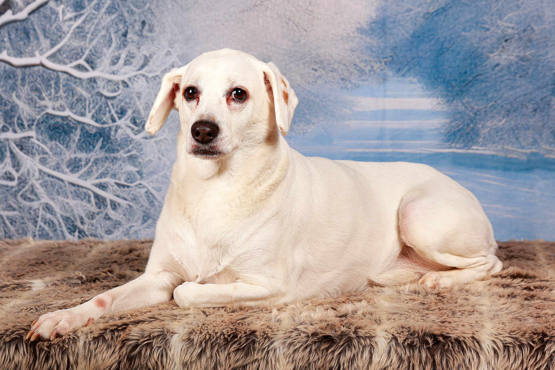 Neige a rejoint le concours — aidez-le/la à gagner de superbes lots ! dog, white_dog, pet, portrait, studio_photo, fur_rug, lying_down, brown_eyes, short_fur, paws, ears, nose, winter_backdrop, snowy_scene, cozy, calm, animal, indoor, looking_at_camera, close_up