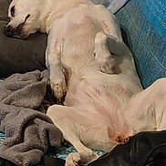 Neige a rejoint le concours — aidez-le/la à gagner de superbes lots ! dog, pet, white_dog, belly_up, lying_down, relaxed, couch, sofa, blanket, pillow, towel, paw, nose, sleeping, indoor, home, bedding, handbag, leash, cozy