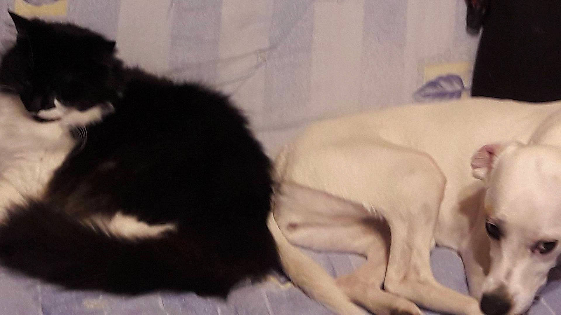 Fripouille a rejoint le concours — aidez-le/la à gagner de superbes lots ! canidae, carnivore, comfort, companion_dog, dog, dog_breed, fawn, felidae, fur, non_sporting_group, paw, small_to_medium_sized_cats, snout, sporting_group, tail, terrestrial_animal, whiskers, working_animal