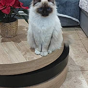 Kimiy Lilou Llily a rejoint le concours — aidez-le/la à gagner de superbes lots ! cat, indoor, living_room, sofa, pillow, coffee_table, plant, poinsettia, floor, tile_floor, furniture, pet, fluffy_cat, blue_eyes, curious, decor, home, cute, two_cats, cozy