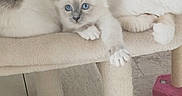 Kimiy Lilou Llily participe au concours pour gagner de l'argent avec cette photo : cat, blue_eyes, fluffy, cat_tree, indoor, plant, pets, relaxed, feline, animal, home, cozy, portrait, looking_at_camera, three_animals, beige, soft, cute, resting, whiskers