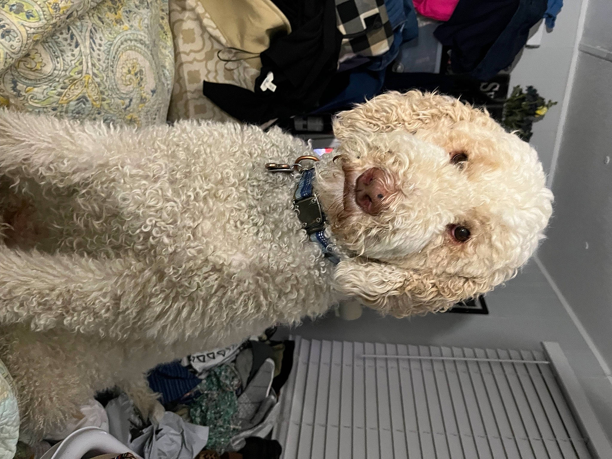 Mr Wilson joined the competition — help win amazing prizes! bear, canidae, companion_dog, dog_breed, fur, gas, plush, snout, sporting_group, stuffed_toy, tableware, teddy_bear, toy, wool