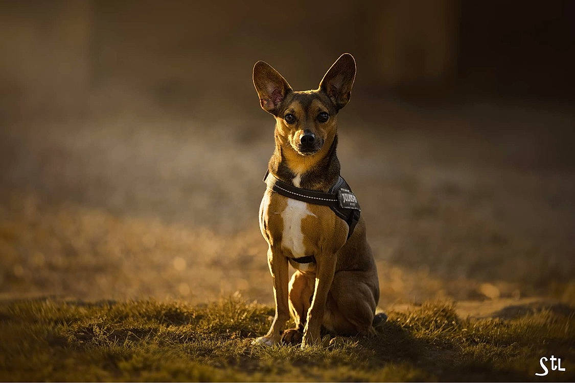 Nuts a rejoint le concours — aidez-le/la à gagner de superbes lots ! ancient_dog_breeds, canidae, carnivore, chihuahua, companion_dog, corgi_chihuahua, darkness, dog, dog_breed, fawn, flash_photography, grass, grassland, hunting_dog, non_sporting_group, russkiy_toy, sporting_group, terrestrial_animal, toy_dog, whiskers