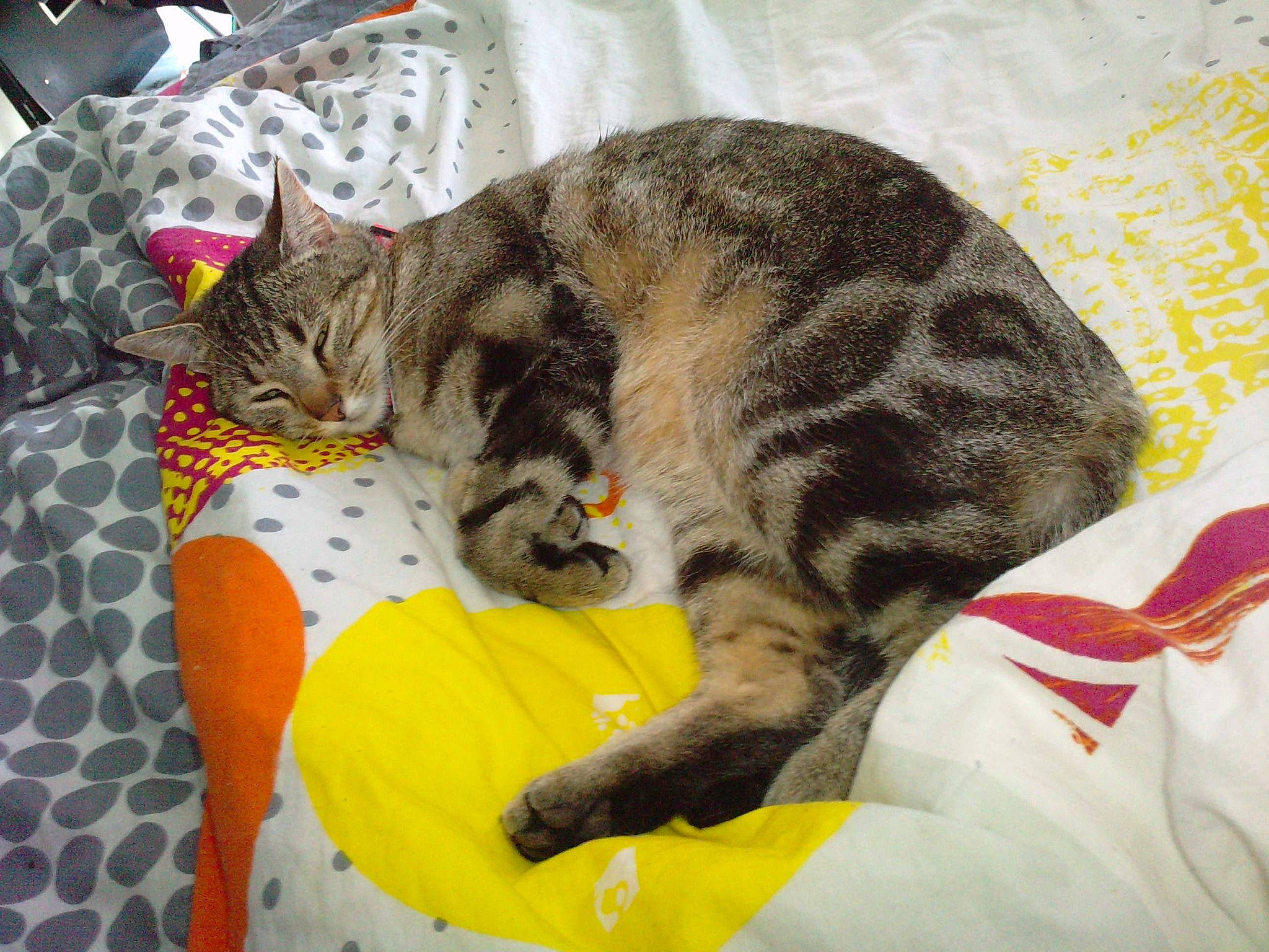 Yumi a rejoint le concours — aidez-le/la à gagner de superbes lots ! bed, carnivore, cat, cat_supply, comfort, domestic_short_haired_cat, felidae, fur, linens, nap, pattern, paw, small_to_medium_sized_cats, tail, terrestrial_animal, whiskers