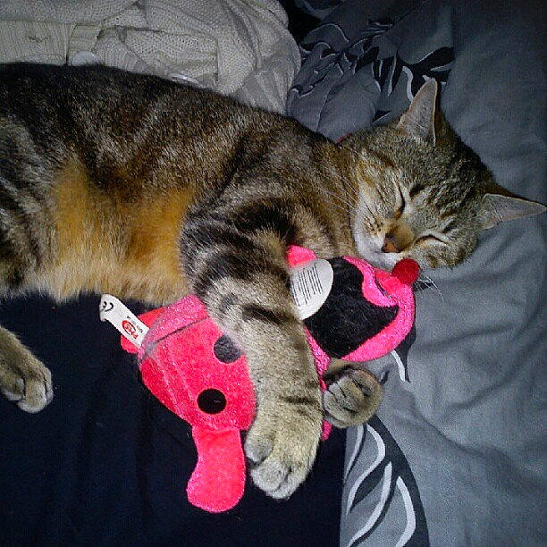 Yumi participe au concours pour gagner de l'argent avec cette photo : carmine, carnivore, cat, claw, comfort, domestic_short_haired_cat, fashion_accessory, felidae, fur, human_leg, lap, nap, paw, sitting, sleep, small_to_medium_sized_cats, snout, tail, whiskers