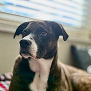 Olive W is registered to the contest to win money with this photo: dog, indoor, window, blinds, black_and_white, pet, animal, canine, close_up, portrait, fur, looking_away, bed, blanket, resting, domestic, companion, mammal, calm, soft_light
