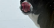Olive is registered to the contest to win money with this photo: dog, black_and_white, snow, tongue, outdoor, close_up, pet, animal, winter, licking, snowy_nose, stairs, cold, fur, muzzle, canine, cute, playful, tongue_out, portrait