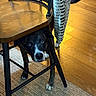 dog, chair, wooden_floor, carpet, indoor, pet, black_dog, white_paws, curious, peeking, furniture, flooring, domestic, animal, canine, home, legs, black_chair, text_on_cloth, fabric