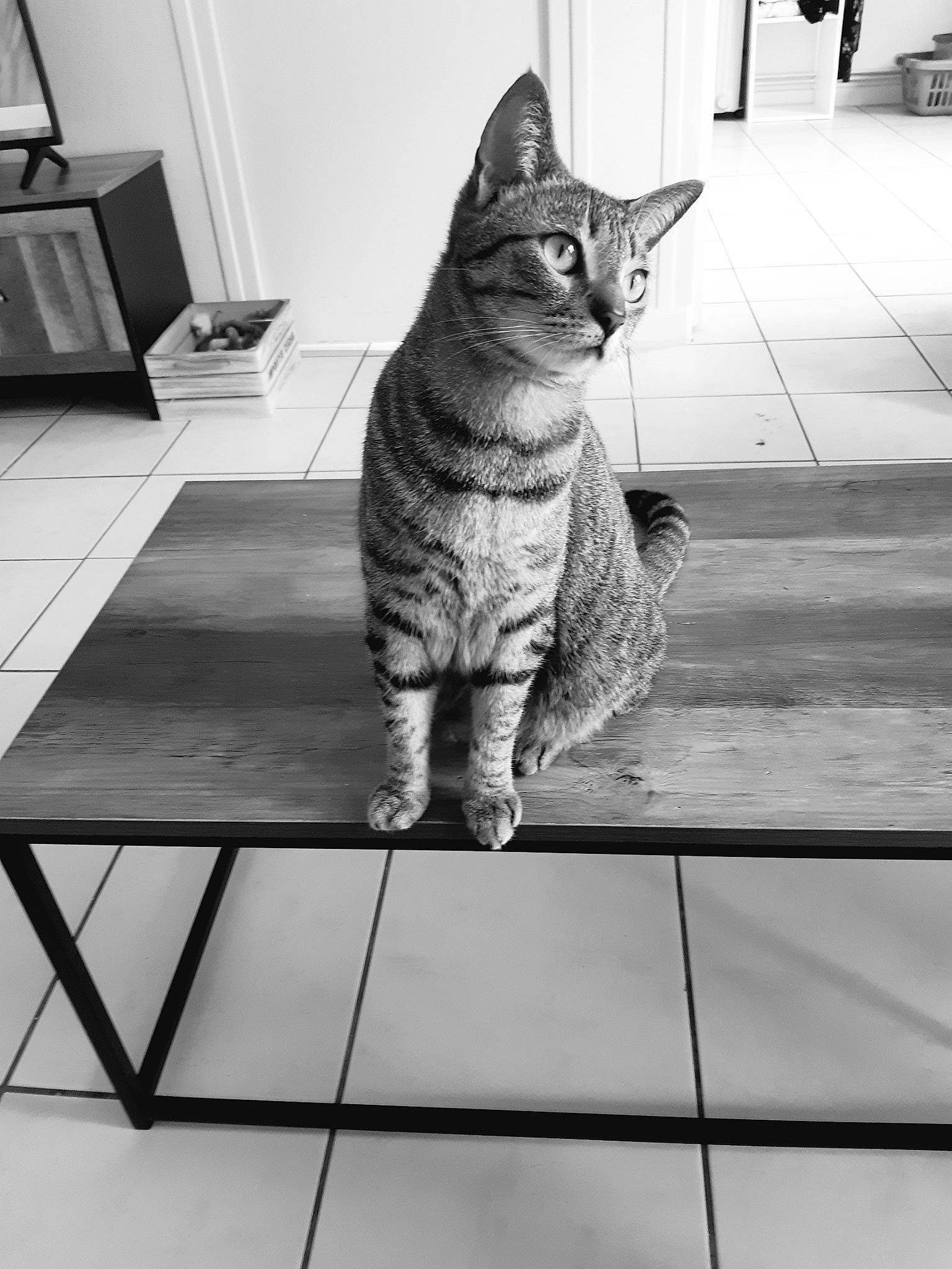 Athéna a rejoint le concours — aidez-le/la à gagner de superbes lots ! black, black_and_white, carnivore, cat, felidae, floor, flooring, grey, mammal, monochrome, monochrome_photography, photograph, small_to_medium_sized_cats, snout, style, tail, vertebrate, whiskers, white, wood