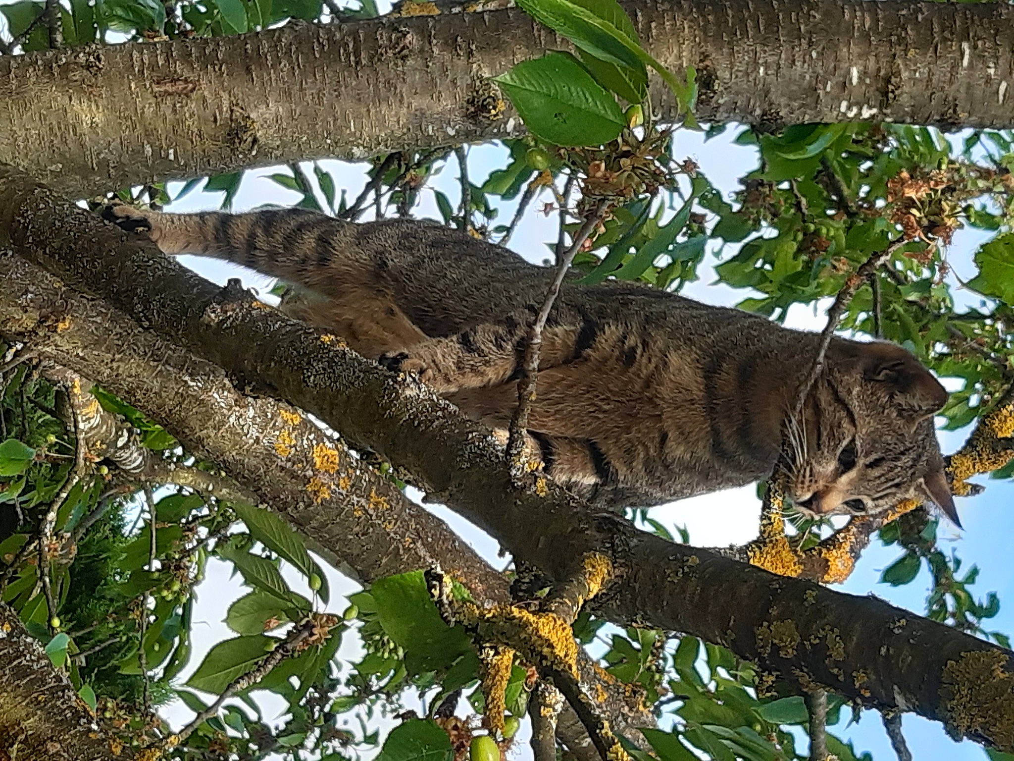 Athéna a rejoint le concours — aidez-le/la à gagner de superbes lots ! big_cats, branch, carnivore, clouded_leopard, eye, felidae, iguania, organism, plant, reptile, small_to_medium_sized_cats, snout, tail, terrestrial_animal, tree, trunk, twig, whiskers, wood, woody_plant
