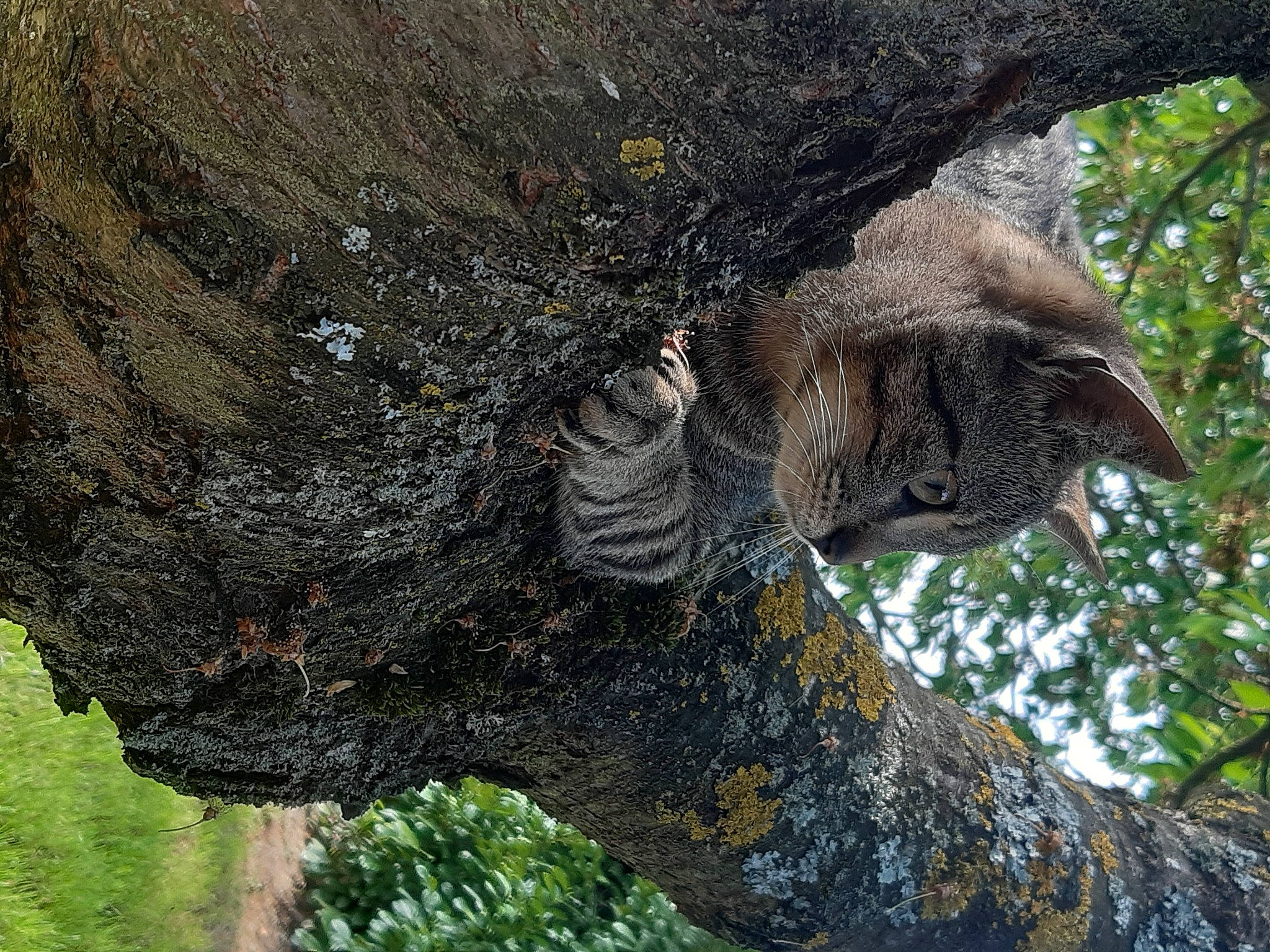 Athéna a rejoint le concours — aidez-le/la à gagner de superbes lots ! art, bedrock, big_cats, brown_bear, carnivore, carving, environmental_art, felidae, grass, organism, outcrop, plant, rock, sculpture, statue, terrestrial_animal, tree, trunk, twig, wood