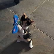 Molly is registered to the contest to win money with this photo: kitten, cat, toy, blue, butterfly, floor, tile, playful, shadow, indoor, pet, animal, feline, small, young, cute, standing, paw, chair_leg, blur