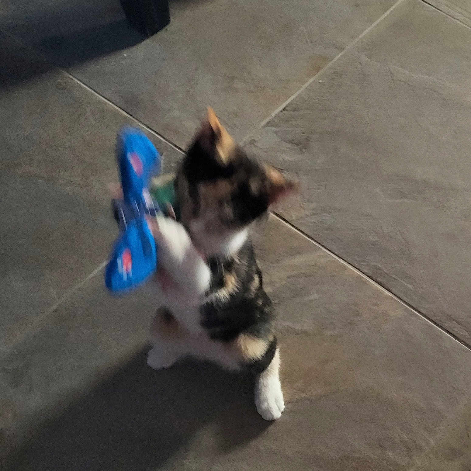 Molly is registered to the contest to win money with this photo: animal, blue, blur, butterfly, cat, chair_leg, cute, feline, floor, indoor, kitten, paw, pet, playful, shadow, small, standing, tile, toy, young
