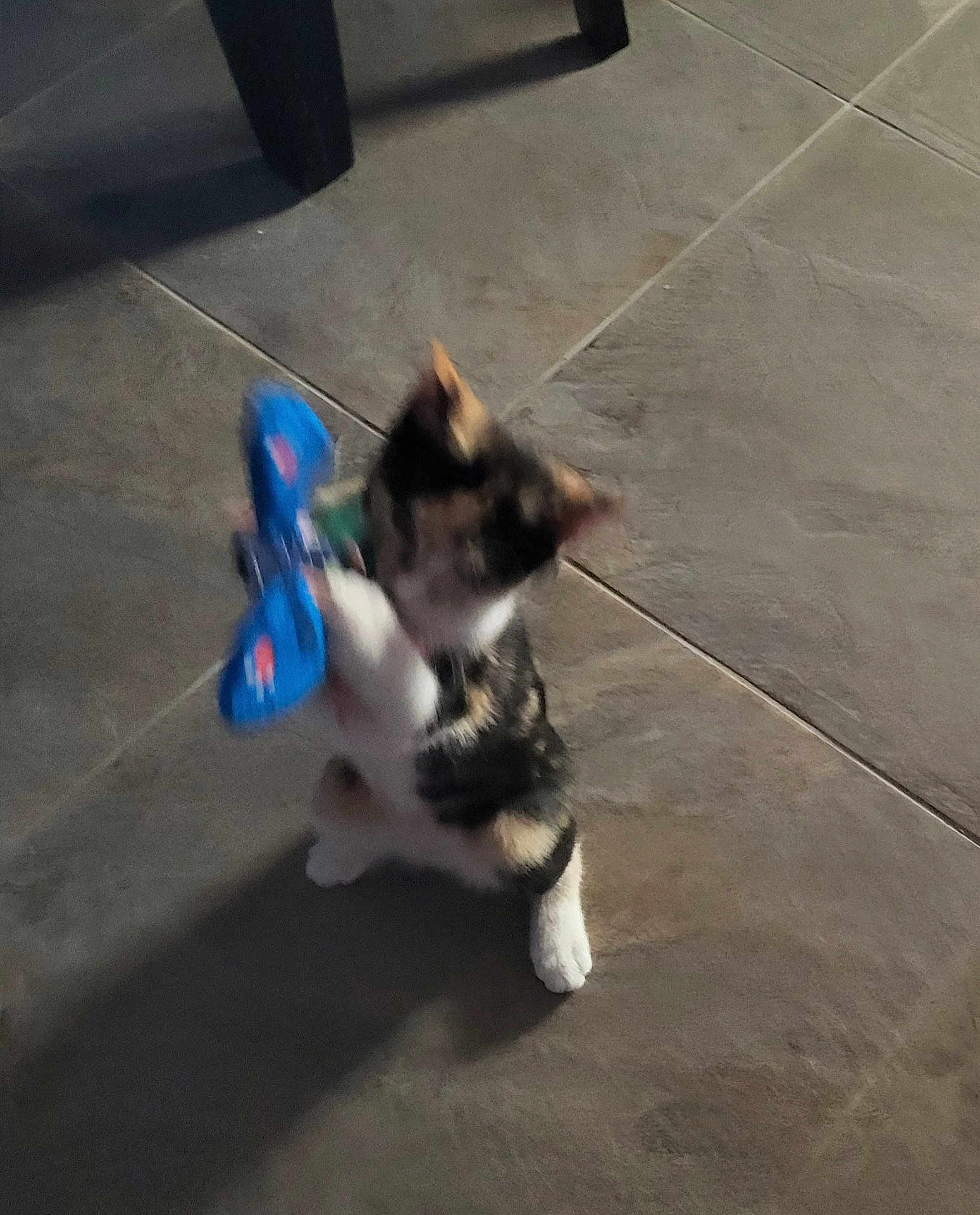 Molly is registered to the contest to win money with this photo: kitten, cat, toy, blue, butterfly, floor, tile, playful, shadow, indoor, pet, animal, feline, small, young, cute, standing, paw, chair_leg, blur