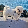 Alia a rejoint le concours — aidez-le/la à gagner de superbes lots ! dog, white_dog, fluffy, leash, sea, ocean, water, rocks, sky, outdoor, pet, canine, animal, daylight, coast, walking, wall, nature, summer, landscape